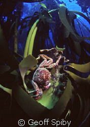 Cape crab on Ecklonia maxima kelp
Cape Peninsula Cape To... by geoff Spiby 